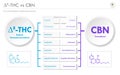 Ã¢Ëâ 8-THC vs CBN, Delta 8 Tetrahydrocannabinol vs Cannabinol horizontal business infographic Royalty Free Stock Photo